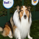 A Walkies Through Canine Cinematic History<em></em>